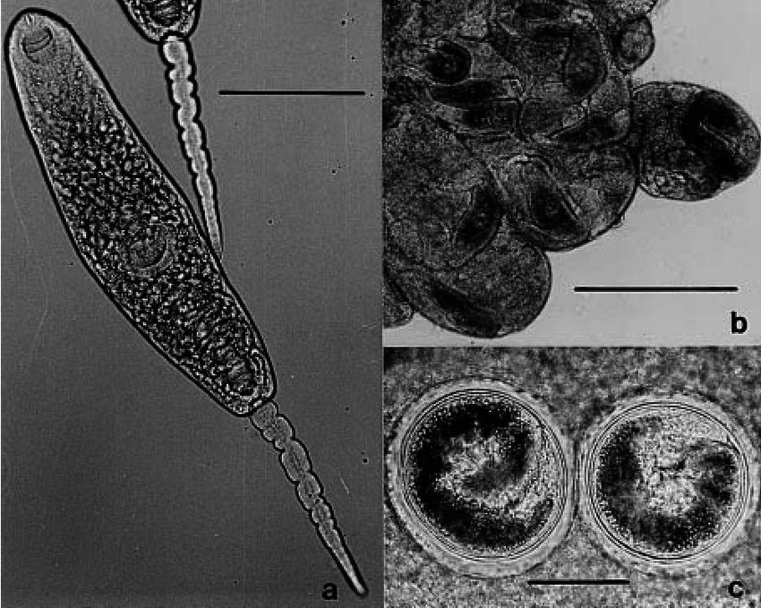 Представитель Семейства Renicolidae